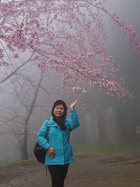 山上人家櫻花季.白蘭部落櫻景