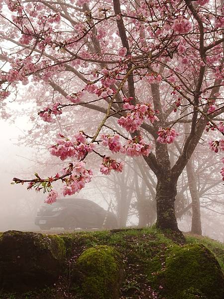 山上人家櫻花季.白蘭部落櫻景