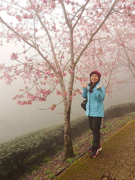 山上人家櫻花季.白蘭部落櫻景