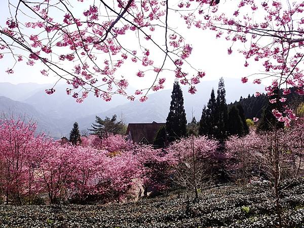 山上人家櫻花季.白蘭部落櫻景