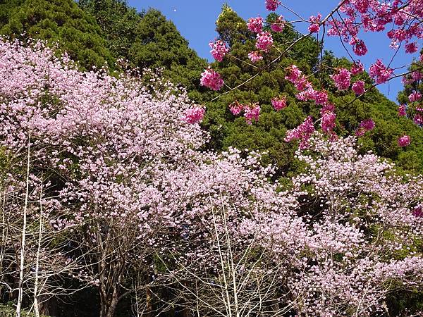 山上人家櫻花季.白蘭部落櫻景