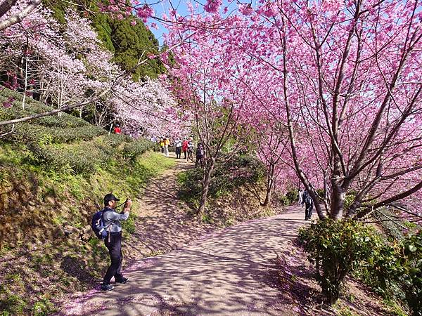 山上人家櫻花季.白蘭部落櫻景