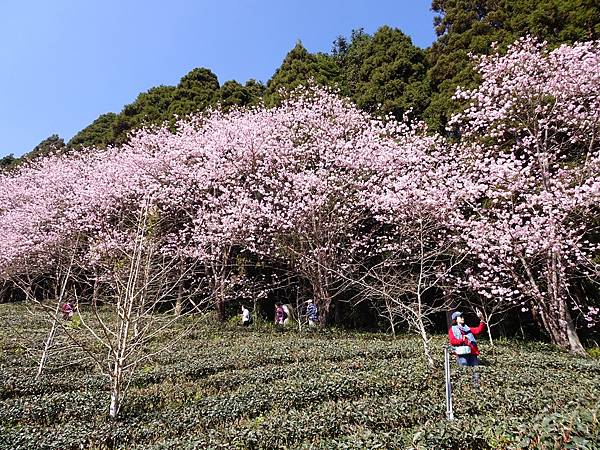 山上人家櫻花季.白蘭部落櫻景