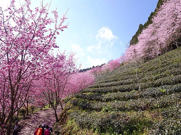 山上人家櫻花季.白蘭部落櫻景