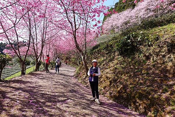 山上人家櫻花季.白蘭部落櫻景