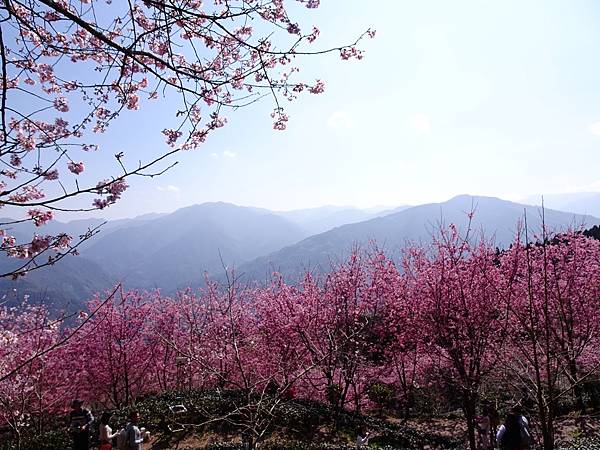 山上人家櫻花季.白蘭部落櫻景