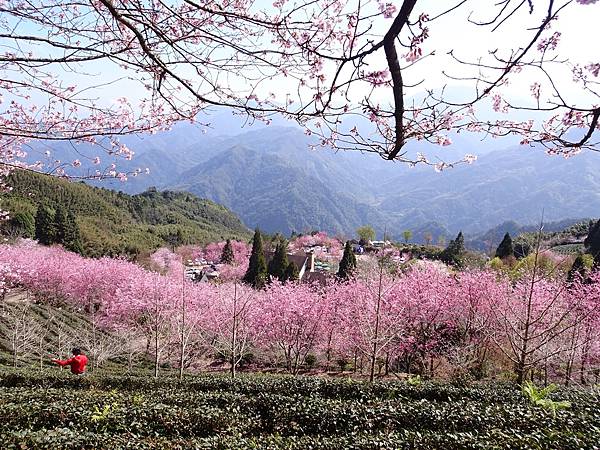 山上人家櫻花季.白蘭部落櫻景