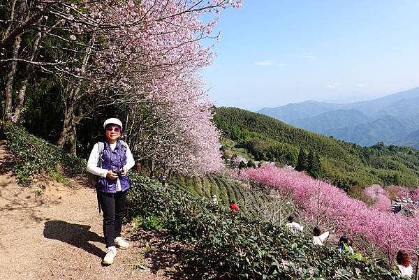 山上人家櫻花季.白蘭部落櫻景