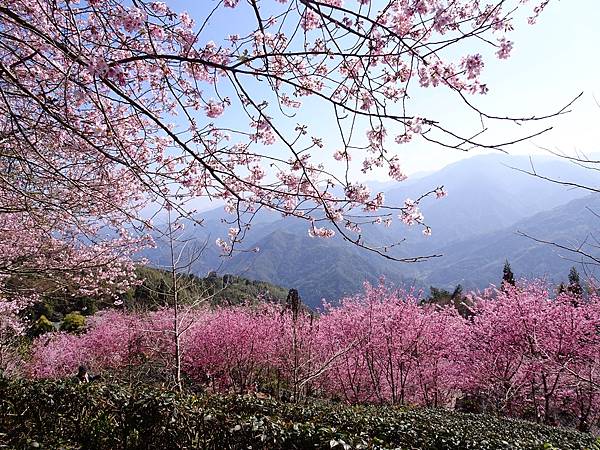 山上人家櫻花季.白蘭部落櫻景