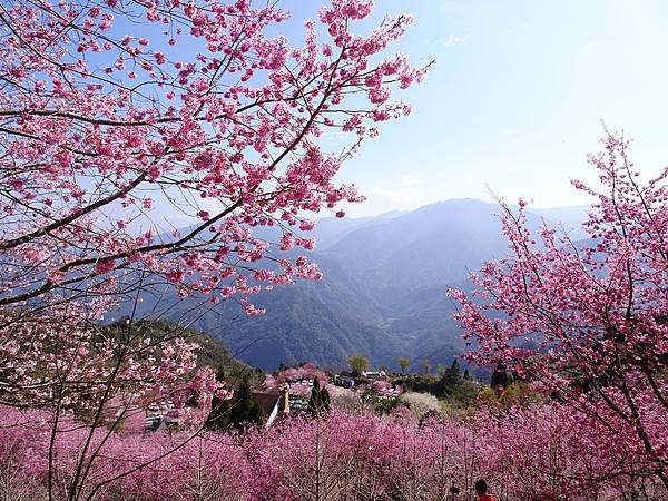 山上人家櫻花季.白蘭部落櫻景