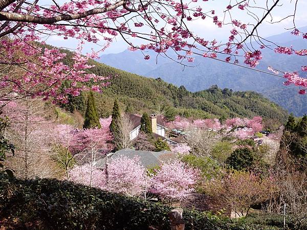 山上人家櫻花季.白蘭部落櫻景