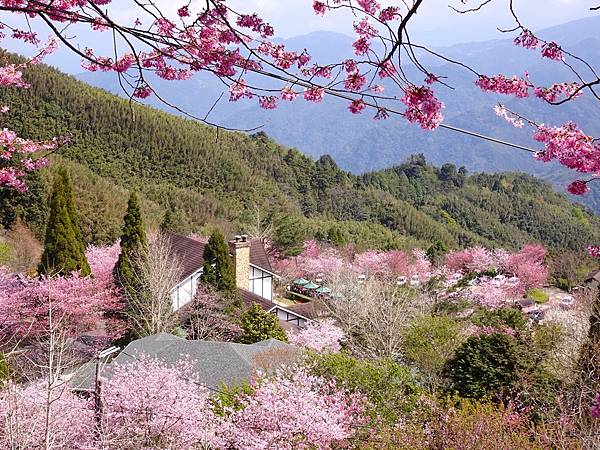 山上人家櫻花季.白蘭部落櫻景