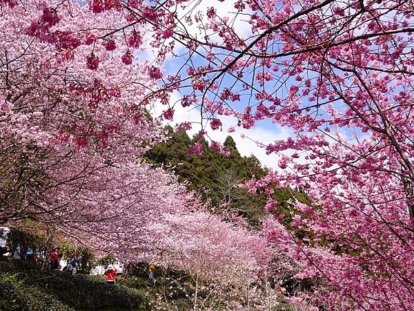 山上人家櫻花季.白蘭部落櫻景