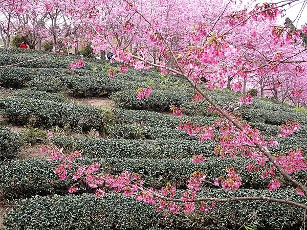 山上人家櫻花季.白蘭部落櫻景