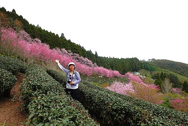 山上人家櫻花季.白蘭部落櫻景