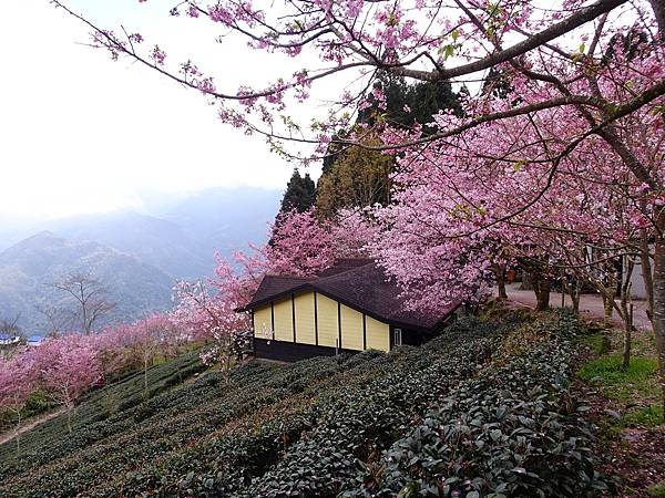 山上人家櫻花季.白蘭部落櫻景