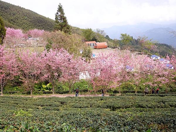 山上人家櫻花季.白蘭部落櫻景