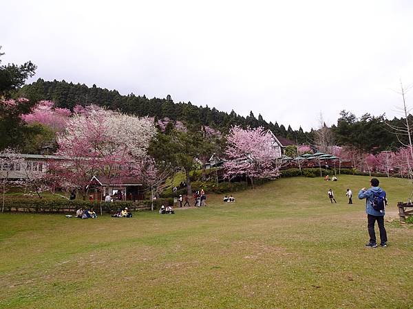 山上人家櫻花季.白蘭部落櫻景