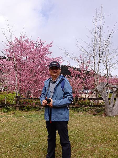 山上人家櫻花季.白蘭部落櫻景