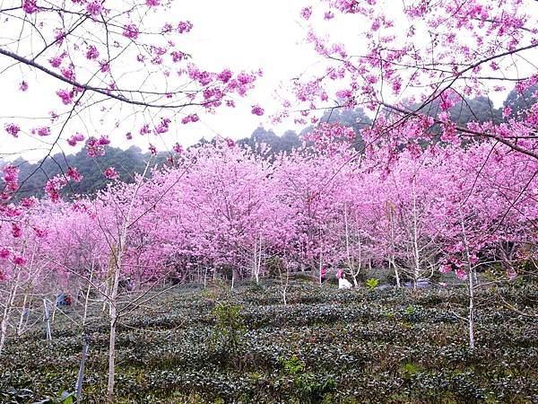 山上人家櫻花季.白蘭部落櫻景