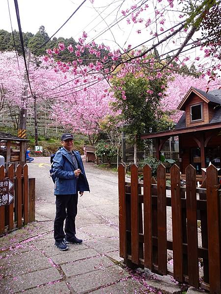 山上人家櫻花季.白蘭部落櫻景