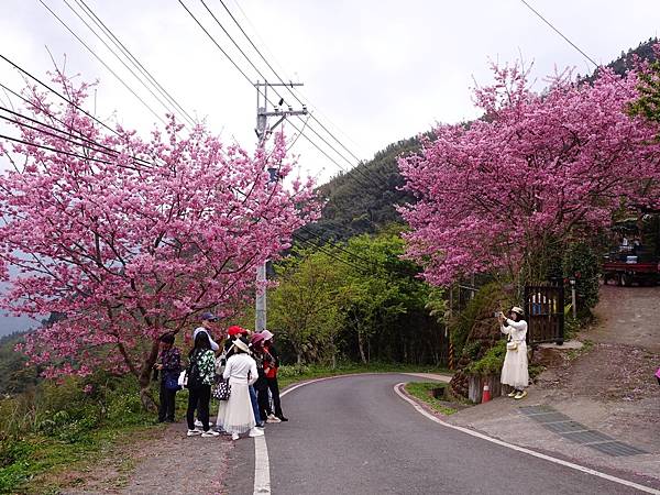 山上人家櫻花季.白蘭部落櫻景