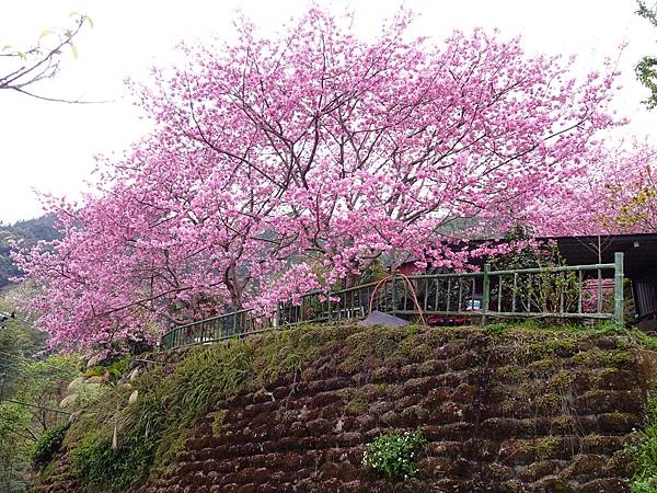 山上人家櫻花季.白蘭部落櫻景