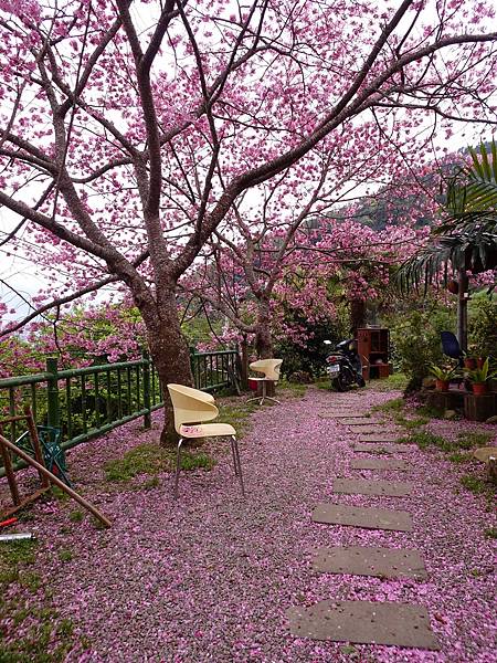 山上人家櫻花季.白蘭部落櫻景