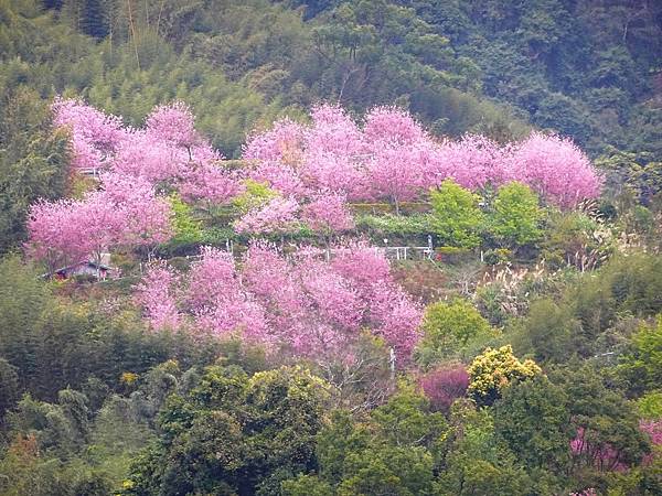 山上人家櫻花季.白蘭部落櫻景