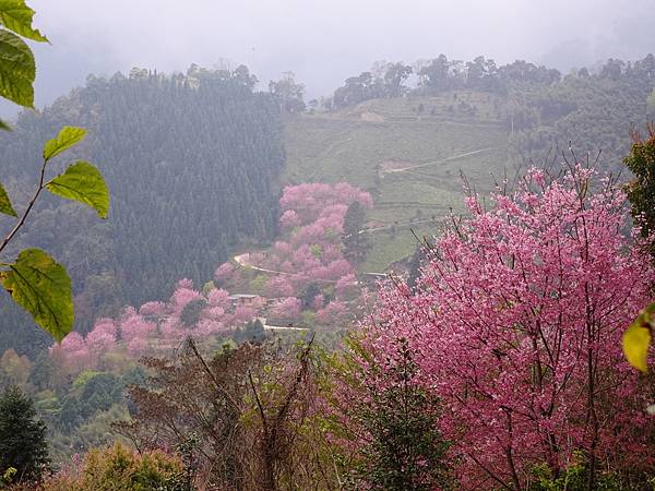 山上人家櫻花季.白蘭部落櫻景