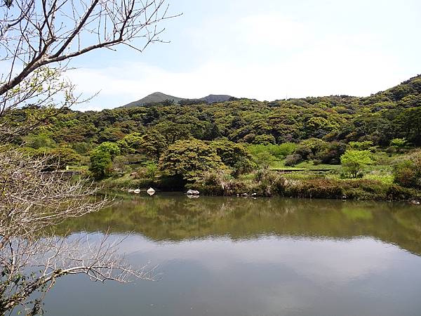 二子坪大屯自然公園櫻花開.陽明山秘境咖啡館--山上聊