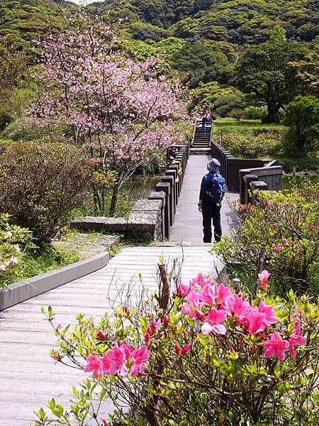 二子坪大屯自然公園櫻花開.陽明山秘境咖啡館--山上聊