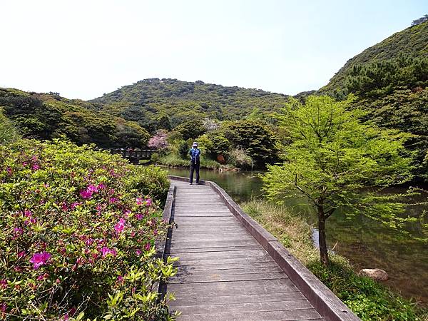 二子坪大屯自然公園櫻花開.陽明山秘境咖啡館--山上聊