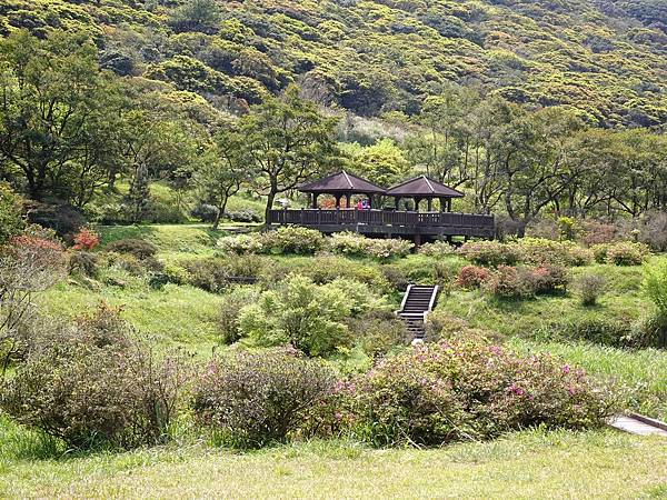 二子坪大屯自然公園櫻花開.陽明山秘境咖啡館--山上聊