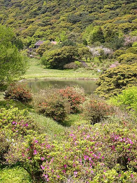 二子坪大屯自然公園櫻花開.陽明山秘境咖啡館--山上聊