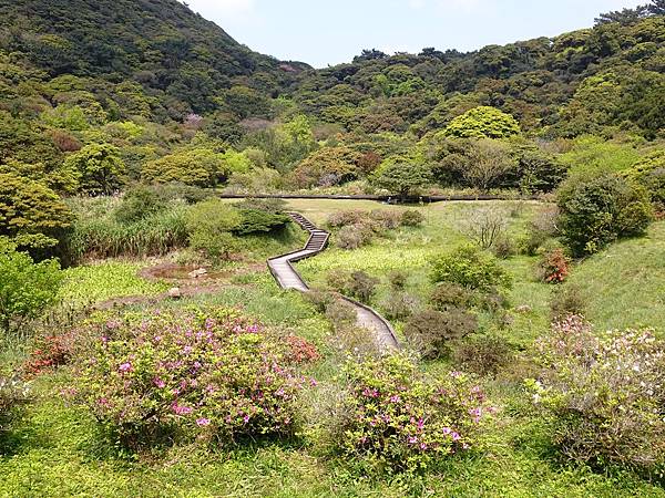 二子坪大屯自然公園櫻花開.陽明山秘境咖啡館--山上聊