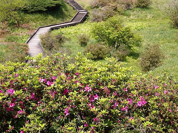 二子坪大屯自然公園櫻花開.陽明山秘境咖啡館--山上聊