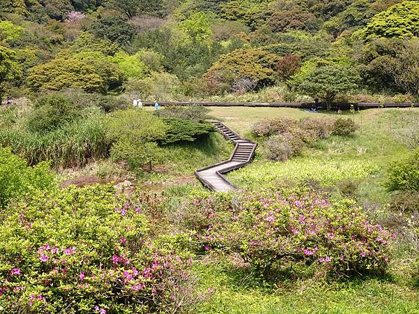 二子坪大屯自然公園櫻花開.陽明山秘境咖啡館--山上聊