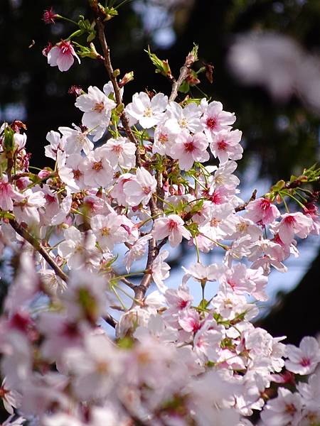 二子坪大屯自然公園櫻花開.陽明山秘境咖啡館--山上聊