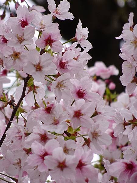 二子坪大屯自然公園櫻花開.陽明山秘境咖啡館--山上聊