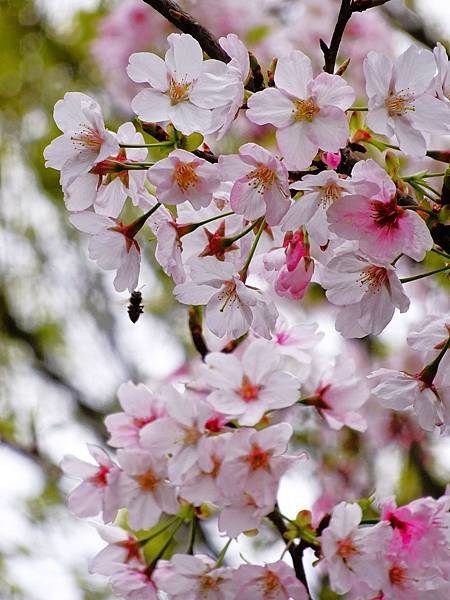 二子坪大屯自然公園櫻花開.陽明山秘境咖啡館--山上聊