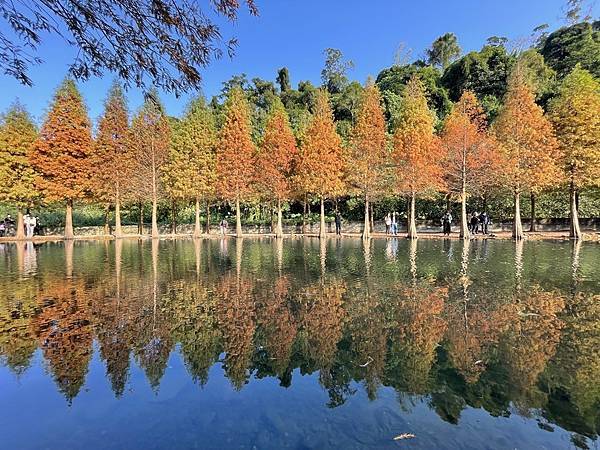 大溪月眉濕地公園落羽松.石門水庫.落羽松大道順路連拍紅葉美景