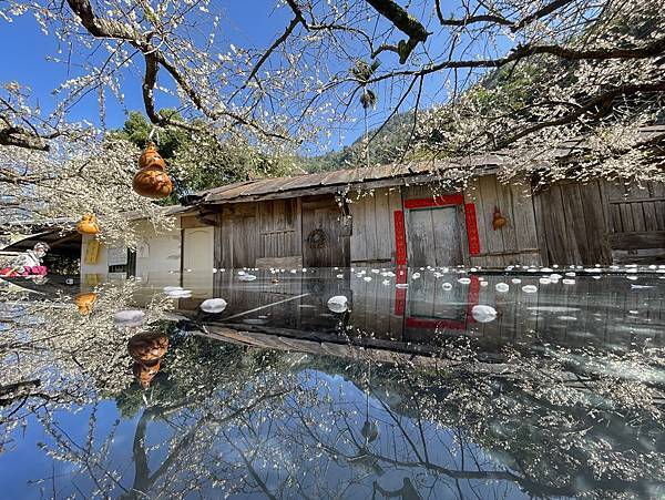 外坪頂蔡家梅園梅花盛開古厝相襯