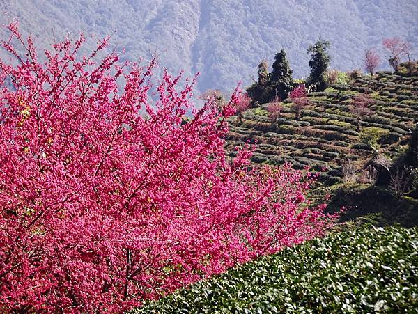 信義鄉賞櫻一日遊:秘境茶園.望高茶園.草坪頭玉山觀光茶園