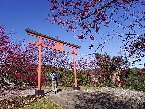 宜蘭賞櫻:松櫻秘境.達漾咖啡.櫻悅景觀渡假別墅.雅廬景觀渡假