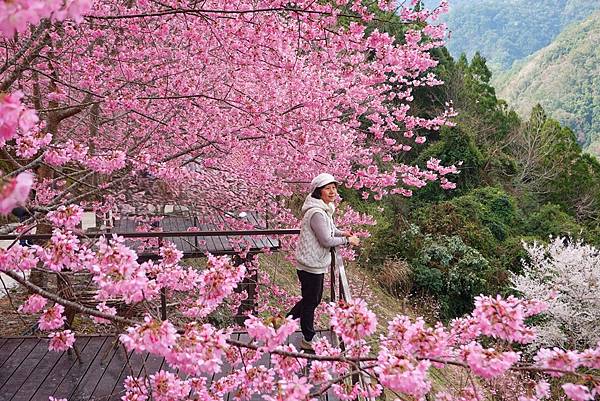 霞喀羅櫻花谷粉紅花海唯美浪漫
