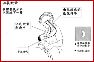 哺乳機轉.png 哺乳機轉.png