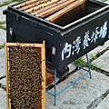 內灣養蜂場