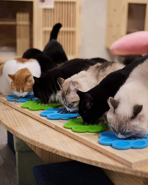 台南貓咪咖啡廳，撸貓結合桌遊的呼嚕基地，自助吧飲料、餅乾和吐