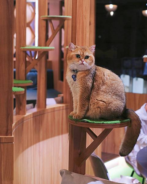 台南中西區都在貓咪旅館，超療癒的擼貓天堂，有超愛玩逗貓棒及愛